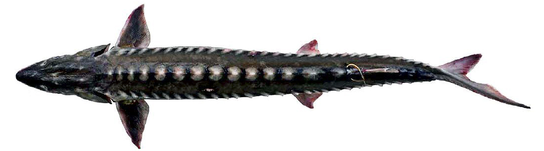 Acipenser sturio_0014